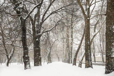 Kış Şehir Parkı ağaçlarıyla kar günü