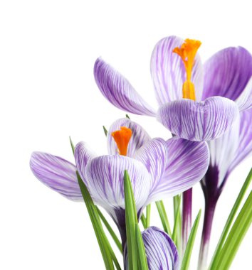 Güzel bahar crocus çiçekleri beyaz arka plan üzerinde