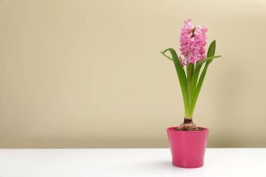 Güzel bahar sümbül çiçek renk arka plan karşı masada. Metin için yer