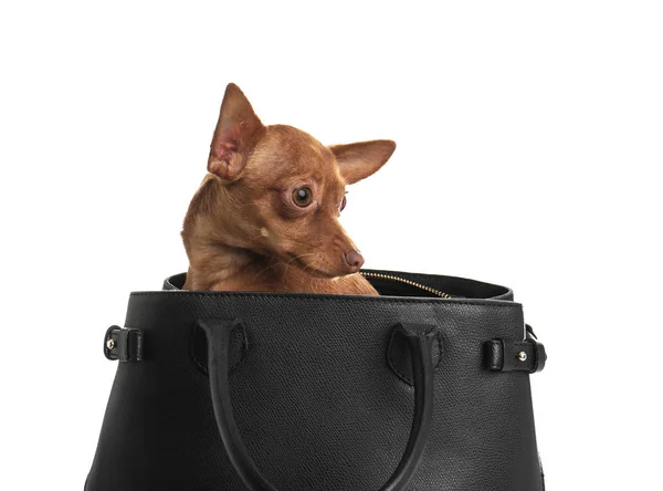 Cute toy terrier in female handbag isolated on white. Domestic dog — Stock Photo, Image