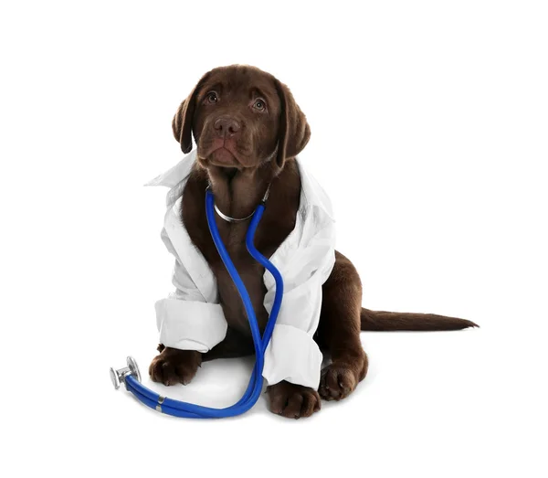 Cão bonito em uniforme com estetoscópio como veterinário no fundo branco — Fotografia de Stock