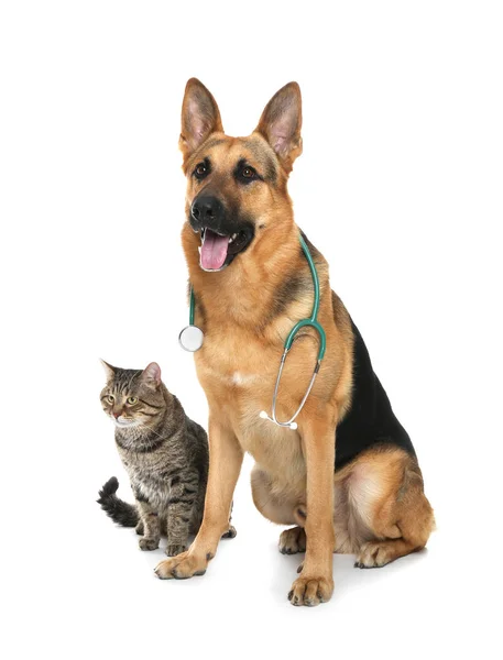 Cão bonito com estetoscópio como veterinário e gato no fundo branco — Fotografia de Stock