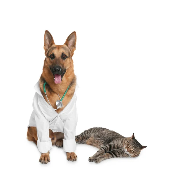 Lindo perro en uniforme con estetoscopio como veterinario y gato sobre fondo blanco — Foto de Stock