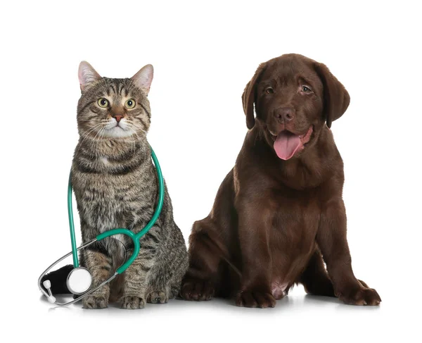 Schattige kat met stethoscoop als dierenarts en hond op witte achtergrond — Stockfoto