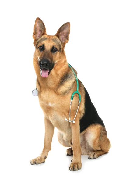 Cão bonito com estetoscópio como veterinário no fundo branco — Fotografia de Stock