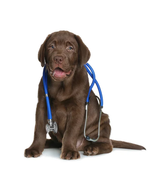 흰색 배경에서 수 의사로 청진 기를 가진 귀여운 개 — 스톡 사진