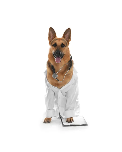 청진 기 및 흰색 배경에서 수 의사로 클립보드와 유니폼에 귀여운 강아지 — 스톡 사진