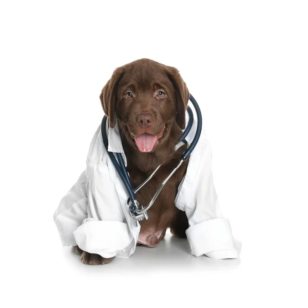 Cute dog in uniform with stethoscope as veterinarian on white background — Stock Photo, Image