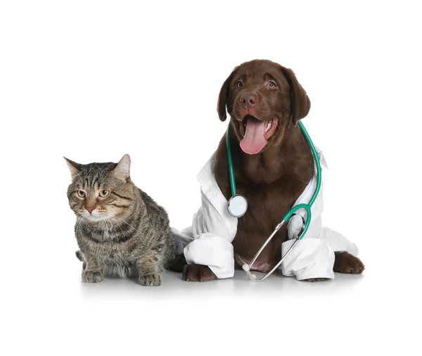 Lindo perro en uniforme con estetoscopio como veterinario y gato sobre fondo blanco — Foto de Stock