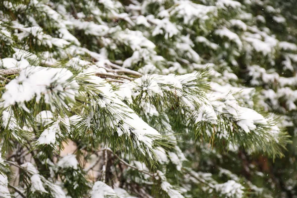 针叶树的枝条覆盖着新鲜的雪, 特写镜头 — 图库照片