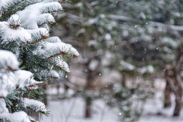 Ramos de coníferas cobertos de neve fresca, close-up — Fotografia de Stock