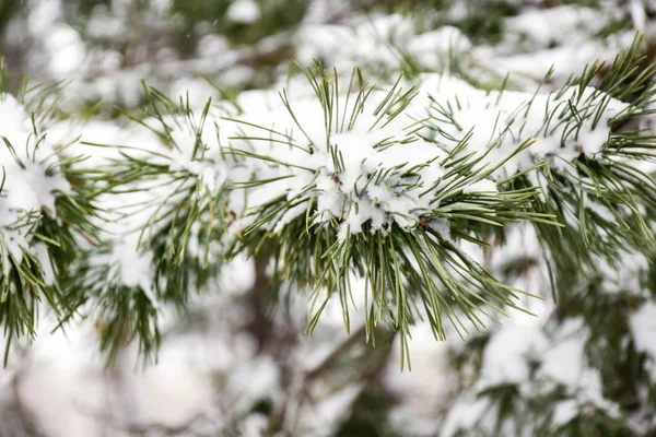 Ramas de coníferas cubiertas de nieve fresca, primer plano — Foto de Stock