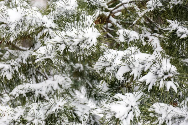 Ramas de coníferas cubiertas de nieve fresca, primer plano — Foto de Stock