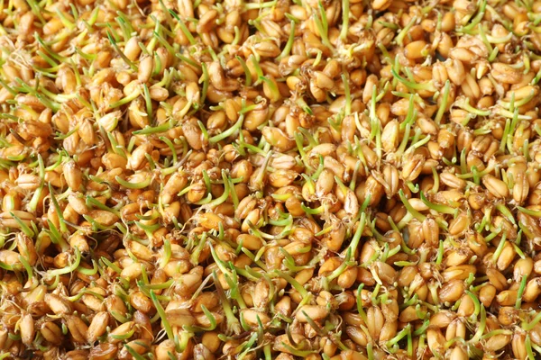 Semillas de pasto de trigo germinado como fondo, primer plano — Foto de Stock