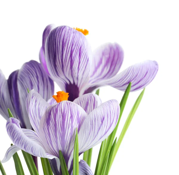 Lindas flores de croco de primavera no fundo branco — Fotografia de Stock