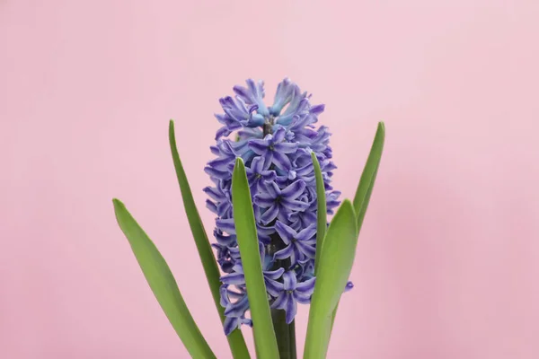 Υάκινθος όμορφη άνοιξη λουλούδι σε χρώμα φόντου — Φωτογραφία Αρχείου
