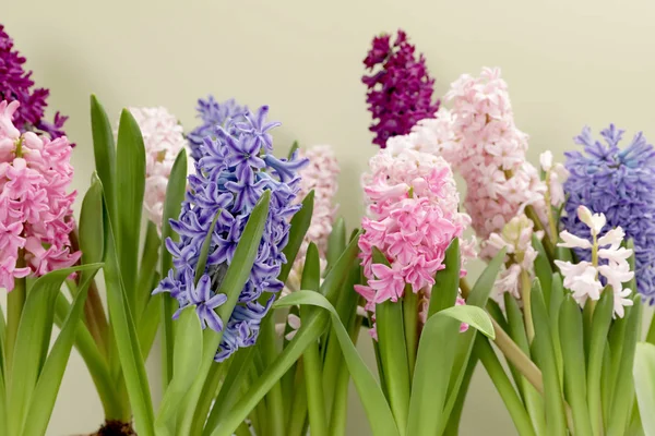 Vackra vårblommor hyacint på färg bakgrunden, närbild — Stockfoto