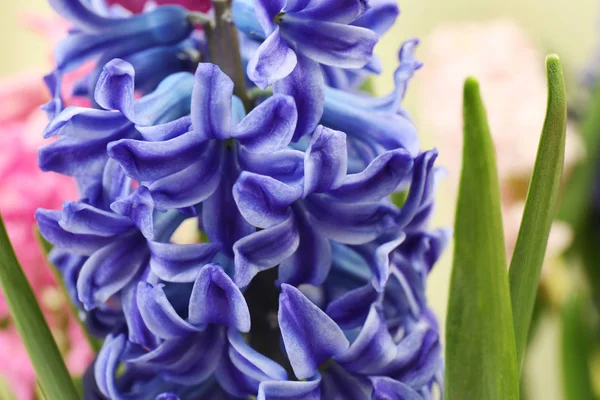 Närbild bild av vackra hyacinth vårblommor — Stockfoto