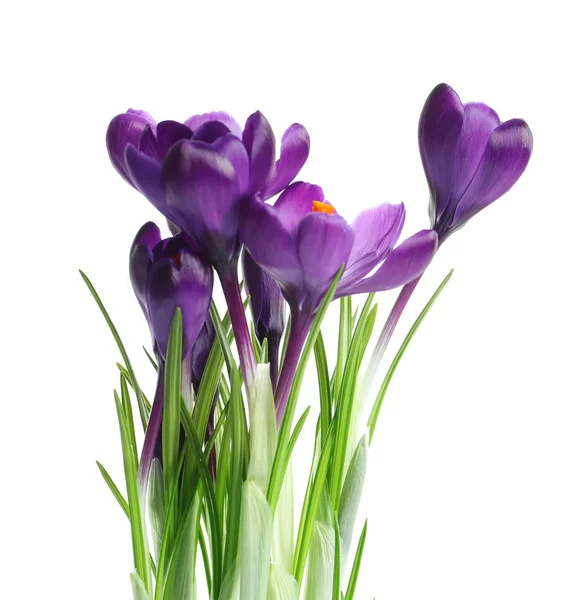 Beautiful spring crocus flowers on white background Stock Picture