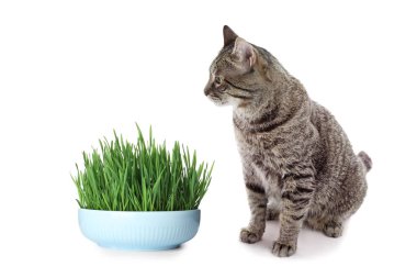 Beyaz arka plan üzerinde yetiştirilen buğday çim ile pota yakınındaki sevimli kedi