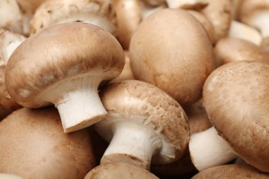 Arka plan olarak, closeup taze çiğ champignon mantar