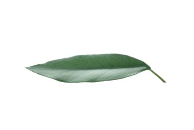 Beyaz izole taze turuncu yaprak yeşil