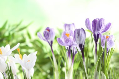 Arka plan bulanık metin için yer güzel bahar crocus çiçekler