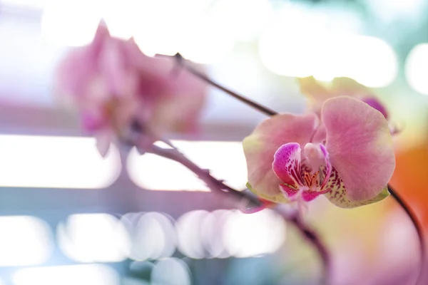 Schöne blühende tropische Orchidee im Geschäft, Nahaufnahme. Raum für Text — Stockfoto
