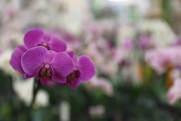 Hermosa orquídea tropical en flor sobre fondo borroso. Espacio para texto —  Fotos de Stock