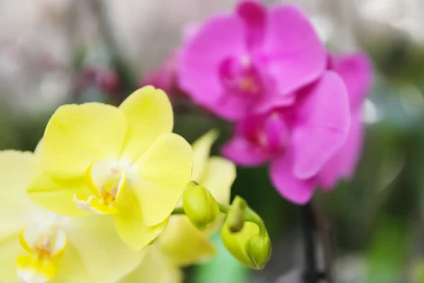 Schöne blühende tropische Orchidee auf verschwommenem Hintergrund, Nahaufnahme — Stockfoto