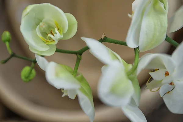 Vakker blomstrende tropisk orkide på utydelig bakgrunn, tett inntil – stockfoto