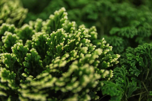Vacker grön växt i blommig shop, närbild — Stockfoto