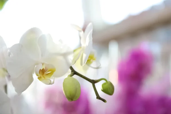 Beautiful blooming tropical orchid on blurred background, closeup. Space for text — Stock Photo, Image