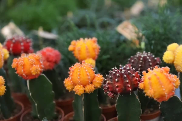 Krásné různých kaktusů v květinové prodejně, closeup — Stock fotografie