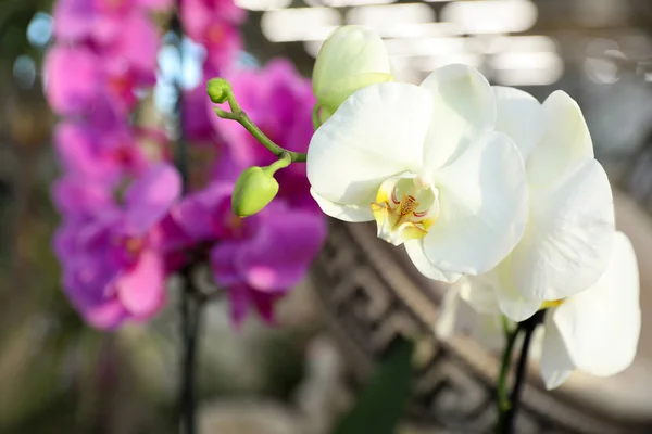 Krásné kvetoucí tropické orchideje v obchodě, closeup. Prostor pro text — Stock fotografie