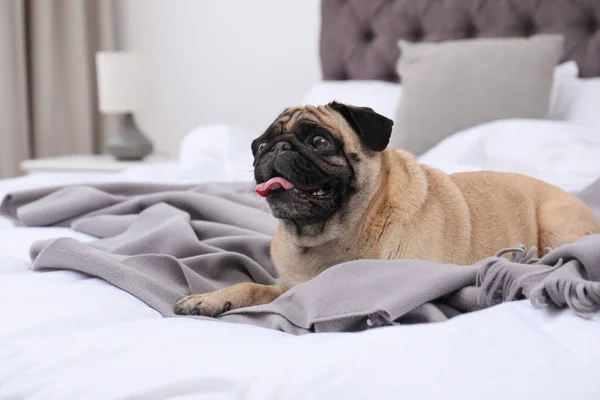 Feliz cachorro bonito cão na cama dentro de casa — Fotografia de Stock