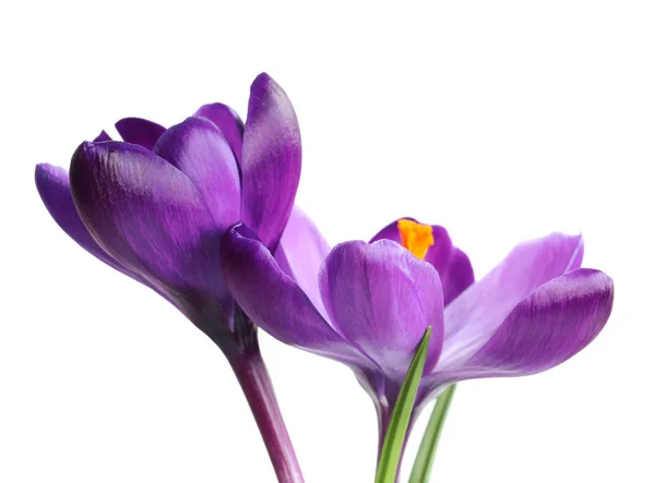 흰색 바탕에 아름 다운 봄 크 로커 스 꽃 — 스톡 사진