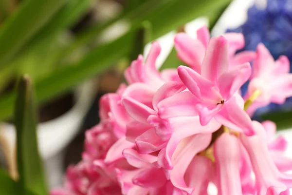 Vista da vicino di bellissimi fiori di giacinto primaverili — Foto Stock