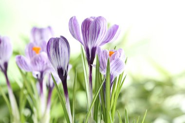 Arka plan bulanık metin için yer güzel bahar crocus çiçekler