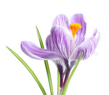 Güzel bahar crocus çiçekleri beyaz arka plan üzerinde