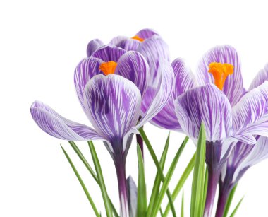 Güzel bahar crocus çiçekleri beyaz arka plan üzerinde