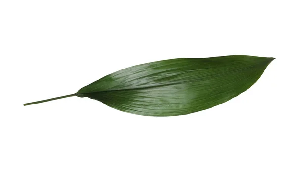 Blad van tropische aspidistra plant geïsoleerd op wit — Stockfoto