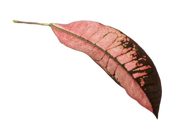 热带属植物叶子在白色背景 — 图库照片