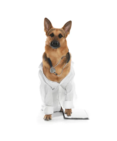 Roztomilý pejsek v uniformě s stetoskop a schránky jako veterinář na bílém pozadí — Stock fotografie