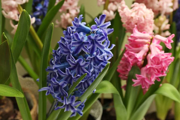 Beautiful spring hyacinth flowers with green leaves, closeup — Stock Photo, Image