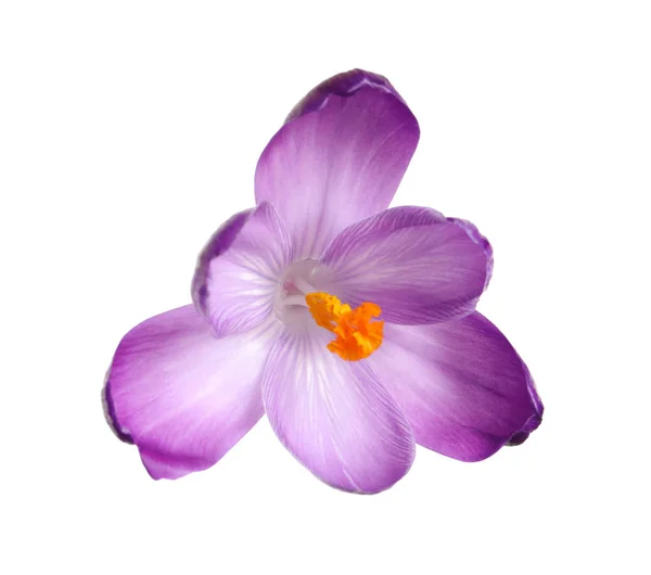 Krásný jarní šafrán květ izolované na bílém — Stock fotografie