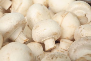 Arka plan olarak, closeup taze çiğ champignon mantar