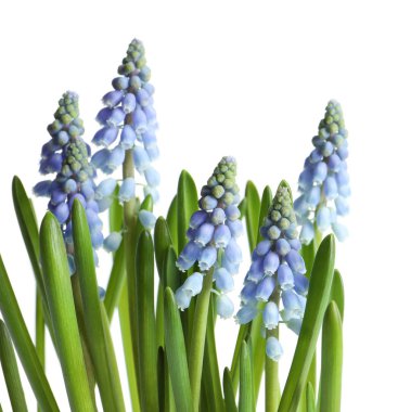 Güzel bahar muscari çiçekleri beyaz arka plan üzerinde