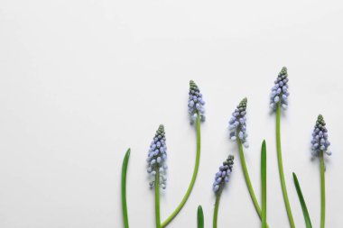 Güzel bahar muscari çiçekler ışık arka plan, metin için yer ile düz yatıyordu kompozisyon