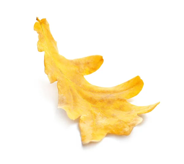 Schönes goldenes Herbstblatt auf weißem Hintergrund — Stockfoto